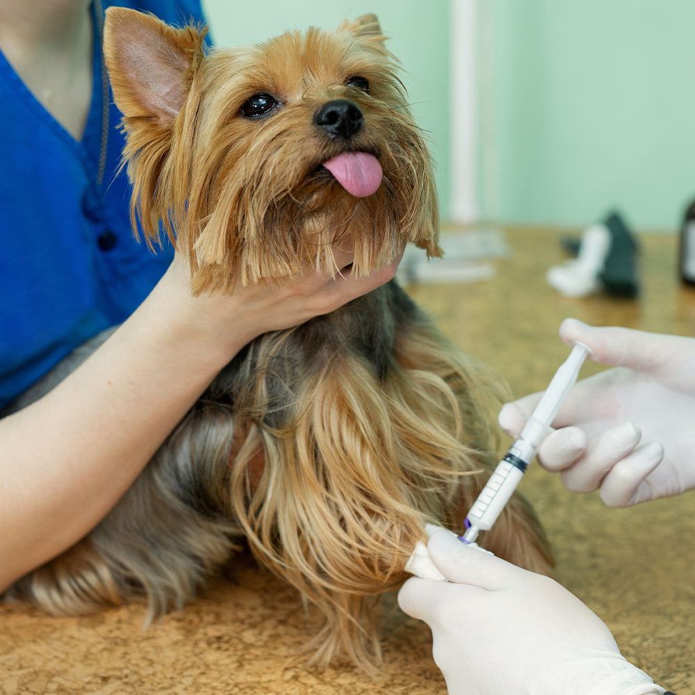 Nieuws Nieuwsbericht Inenting Dierenarts